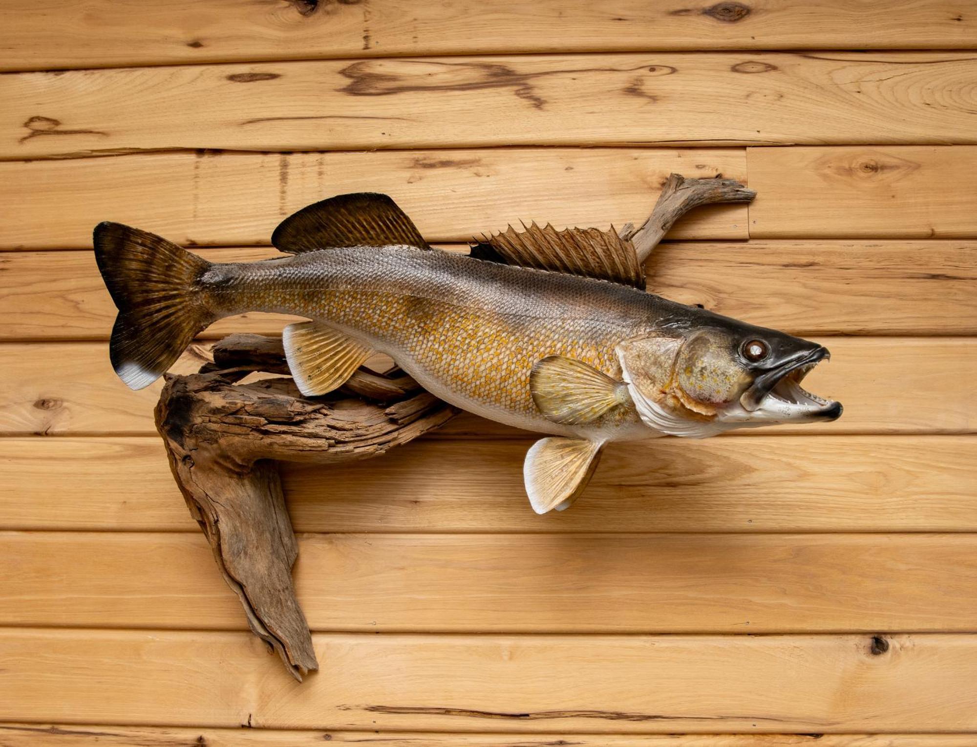 Walleye Inn Baudette Exteriér fotografie